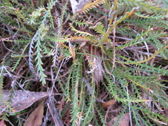 Banksia arctotidis