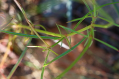 Cyphocarpa angustifolia