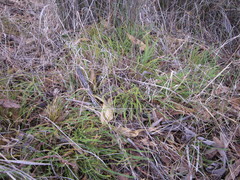 Banksia arctotidis