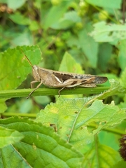 Stenocatantops cornelii