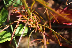 Cyphocarpa angustifolia