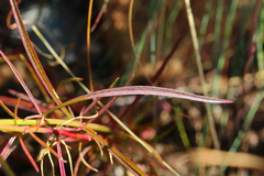 Cyphocarpa angustifolia