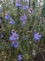 Centaurea cyanus