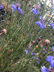Centaurea cyanus