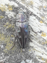 Chalcophora mariana massiliensis