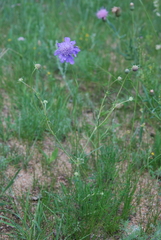 Scabiosa comosa