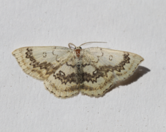 Cyclophora annularia