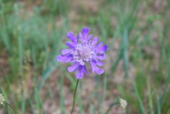 Scabiosa comosa