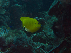 Apolemichthys trimaculatus