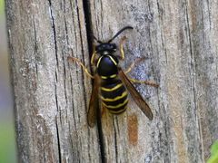 Dolichovespula saxonica
