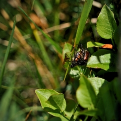 Phyllopertha horticola