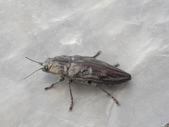 Chalcophora mariana massiliensis