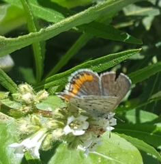 Euphilotes bernardino