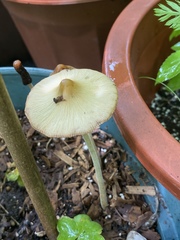 Leucoagaricus meleagris
