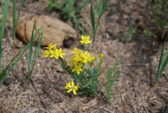 Haplophyllum dauricum