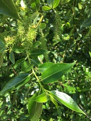 Salix pentandra