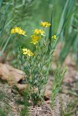 Haplophyllum dauricum