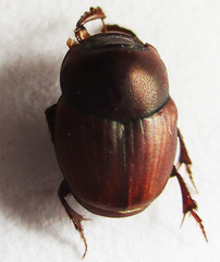 Caccobius ferrugineus