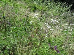 Valeriana alternifolia