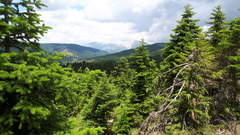 Abies cephalonica