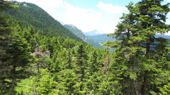 Abies cephalonica
