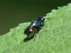 Pseudomalus auratus