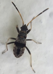 Rhyparochromini