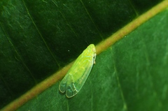 Tropiduchinae
