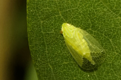 Tropiduchinae