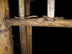 Boiga multomaculata