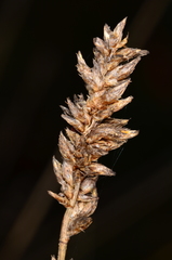Carex tereticaulis