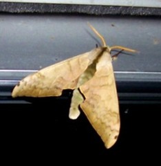 Pseudoclanis postica