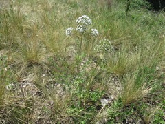 Valeriana alternifolia