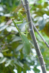 Stagmatoptera septentrionalis