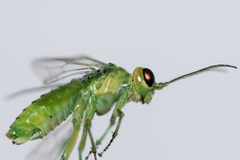 Rhogogaster chlorosoma