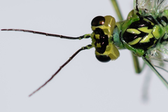 Rhogogaster chlorosoma