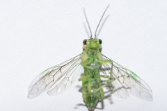 Rhogogaster chlorosoma