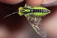 Rhogogaster chlorosoma