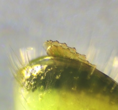 Rhogogaster chlorosoma