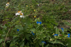 Commelina auriculata