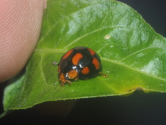 Coelophora inaequalis