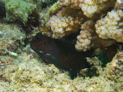 Cirripectes stigmaticus