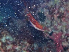 Pseudolabrus biserialis