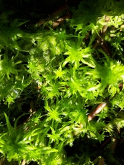 Sphagnum cuspidatum