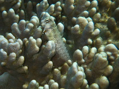 Crossosalarias macrospilus