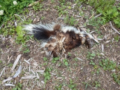 Mephitis mephitis nigra