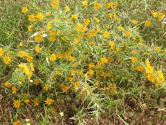Scolymus