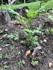 Cosmos sulphureus