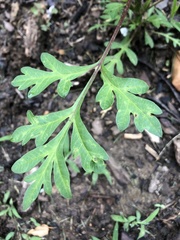 Cosmos sulphureus