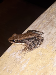 Sylvirana nigrovittata